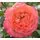 Buy Rose 'Korzwanlio' (Floribunda) online from Jacksons Nurseries