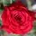 Buy Rose 'Ruby Celebration' (Floribunda) online from Jacksons Nurseries