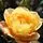 Buy Rose 'Southampton' (Floribunda) online from Jacksons Nurseries