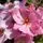 Buy Rose 'Sweet Haze' (Floribunda) online from Jacksons Nurseries