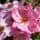 Buy Rose 'Sweet Haze' (Floribunda) online from Jacksons Nurseries