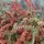 Cotoneaster Horizontalis