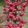 Euonymus Europaeus 1