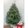 Fraser Fir New Image 3-Nov-25