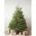 Nordmann Fir New Image 3-Nov-25