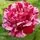 Rose 'Ferdinand Pichard'