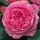 Rose 'Louise Odier'