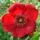 Rose 'Moyesii Geranium'