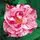 Rose 'Mundi' 7