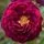 Rose 'Tuscany Superb'