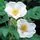 Rose Rugosa Alba 1