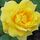 Rose Sunblest