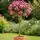 Rose You're Beautiful Standard Rose Tree