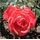 Rose Superstar