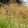 Stipa gigantea 2