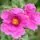 Cistus Sunset 1