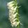 Digitalis Lutea 1