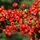 Pyracantha Saphyr Rouge Cadrou 1a