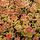 Sedum Album 2