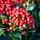 Skimmia Reevesiana 3