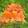 Azalea deciduous Golden Eagle 1