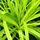 Carex Everillo 1