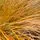 Carex Testacea 2