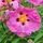 Cistus Purpureus 4
