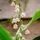 Convallaria majalis Rosea 1