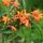 Crocosmia Orange Pekoe 4