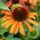 Echinacea Orange Skipper 1