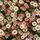 Erigeron Profusion 1
