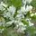 Exochorda The Bride 1
