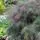 Fennel bronze-Foeniculum Purpureum 6