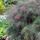 Fennel bronze-Foeniculum Purpureum 6