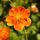 Geum Queen of Orange 2