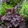 Heuchera Midnight Rose 1