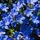 Lithospermum Grace Ward 2