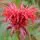 Monarda Cambridge Scarlet 4