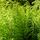 Osmunda Regalis Purpurascens 1