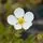 Potentilla Abbotswood 2