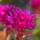 Sedum spurium Spot on Deep Rose 2