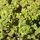 Thyme lemon citiodorus Aureus 1Thyme lemon citiodorus Aureus