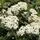 Viburnum Tinus 5