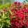Weigela All Summer Red 4