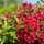 Weigela All Summer Red 4