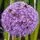 Allium Giganteum 4