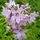 Campanula Loddon Anna 2