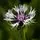 Centaurea montana Purple Heart 1