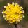 Edgeworthia Chrysantha 1